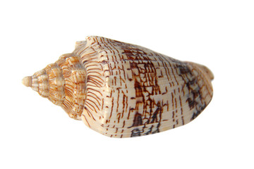 Sea snail shell isolated