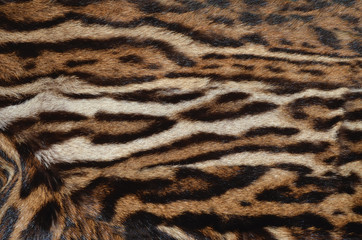 closeup of canadian lynx fur