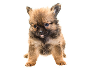Obraz premium Chihuahua puppy