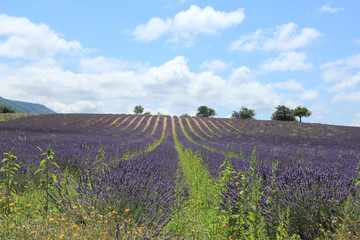 Fototapeta na wymiar Lavender fields near Sault, France