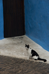Gatto © tatola