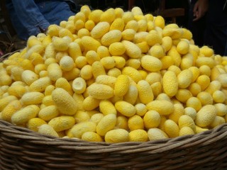 yellow cocoon silkworm