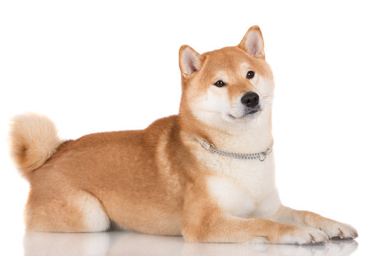 shiba inu dog