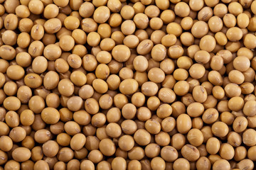 backkground of soybean close up