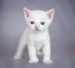White kitten