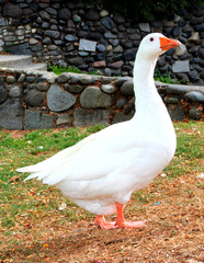 White Goose standing