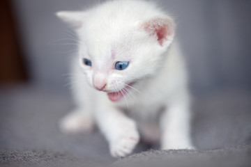 white kitten growling