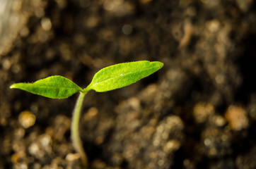 Tomato plant