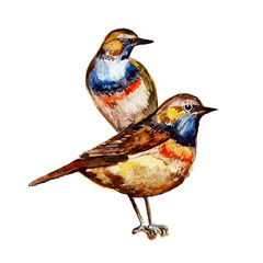Cute birds for your design. watercolor