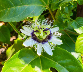 passionflower on a leaf with insect in the nature