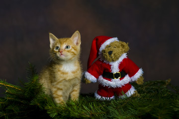 Katze (Babykatze) mit Weihnachtsmann