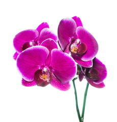 Fototapeta na wymiar beautiful lilac orchid with bandlet is isolated on white backgro