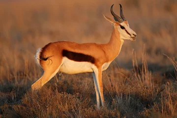 Fotobehang Springbok antelope © EcoView