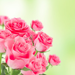 Natural pink roses background