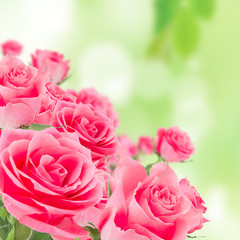 Obraz na płótnie Canvas Natural pink roses background