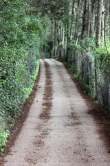 tree lined road