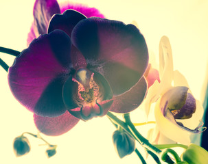 Fantastic deep purple of flowers orchid, phalaenosis closeup
