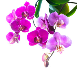 Blooming purple and soft lilac orchid is isolated on white backg