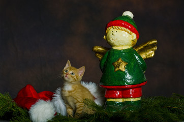 Katze (Babykatze) in Weihnachtsmannmütze