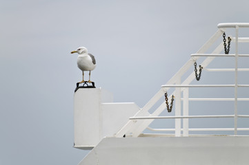 Seagull resting