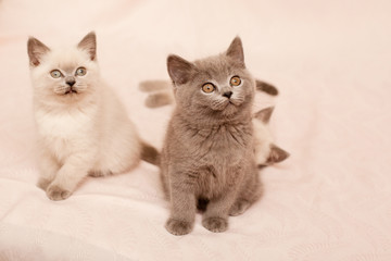 Fototapeta na wymiar Sitting kittens