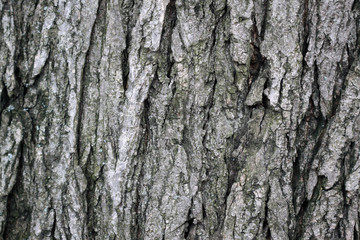 Fototapeta premium wood texture