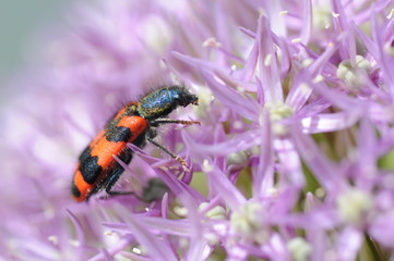 trichodes apiarius
