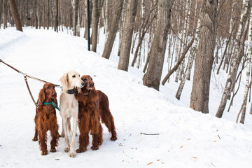 Three dogs standing