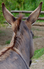 Donkey