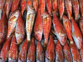 Barbunya balıkları © askihuseyin