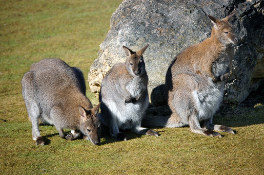 Kangaroos in Hof Zoo