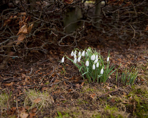 Snowdrops