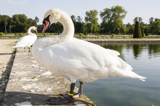 I cigni del giardino del castello di Fontainebleau