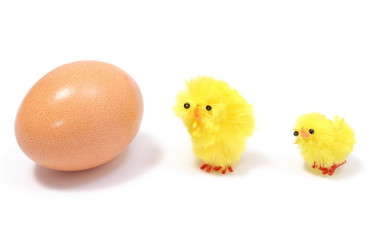 Easter chickens with fresh egg on white background