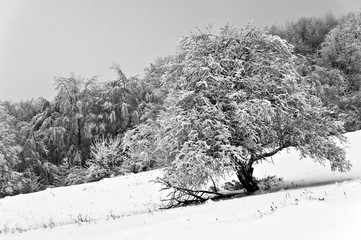 Ośnieżone drzewa w górach w pochmurny zimowy dzień - obrazy, fototapety, plakaty