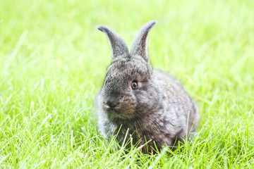Rabit bunny in the grass