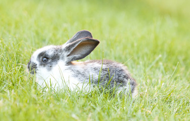 Rabit bunny in the grass