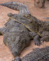 Obraz premium Pair of crocodiles