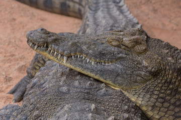 Obraz premium Crocodile lies on another crocodile