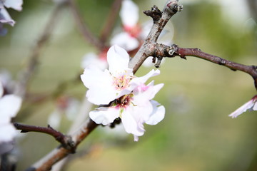 Spring blossomed trees in white