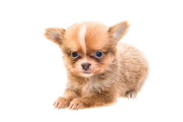 Obraz premium Chihuahua puppy