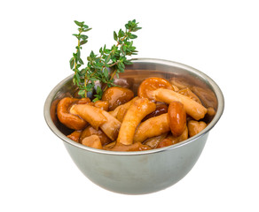 Armillaria