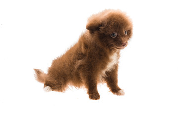 Pomeranian spitz puppy