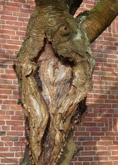 tree bast