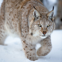 Close up of a lynx sneaking