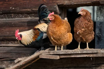 Fototapete Hähnchen Hühner auf traditioneller Geflügelfarm aus Freilandhaltung