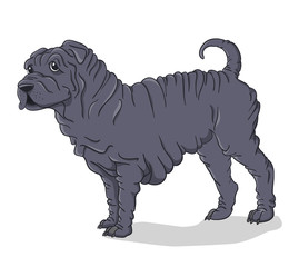 Shar Pei gray