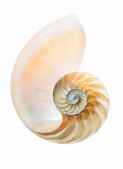 geteiltes Gehäuse eines Nautilus Pompilius auf weiß