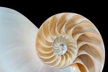 Detail eines Nautilus vor schwarzem Hintergrund
