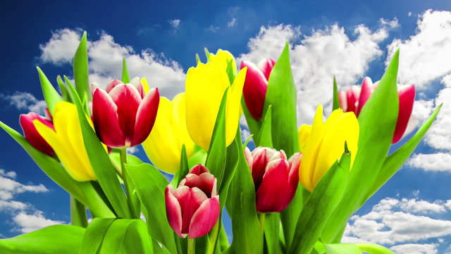 Colorful spring tulips blooming with blue sky background